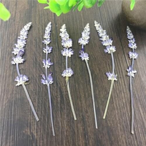 40pcs Dried Pressed Lavender Flowers Plant Herbarium For Jewelry Photo Frame Scrapbooking Craft Making Accessories