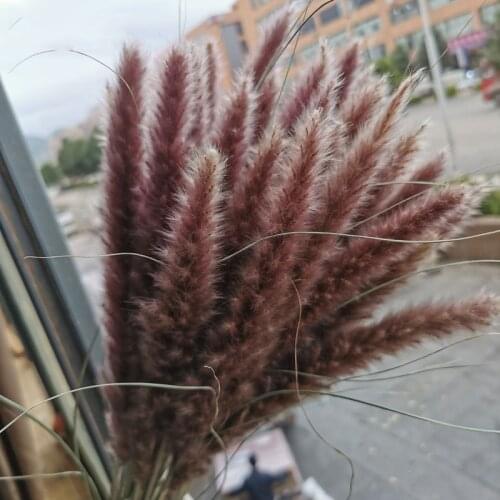 15Pcs Dried Pampas Grass Flower Artificiales Natural Plants Phragmites for Christmas Home Decor Wedding Decoration
