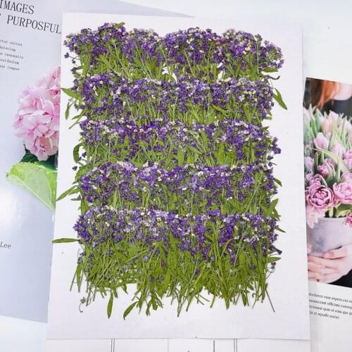 250pcs 5-9cm Pressed Dried Lobularia Maritima Flower Plant Herbarium For Jewelry Postcard Invitation Card Phone Case Candle DIY