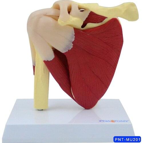 Shoulder joint model with ligament musculoskeletal structure clavicle humerus scapula shoulder structure construction Teache aid
