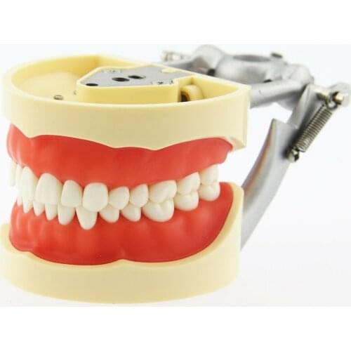 Kilgore Nissin Dental Typodont Model Practice Standard Teeth Removable #200 UK