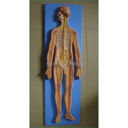 HOT Nervous System Model,Anatomical Model of the Nervous System,human Nervous System model