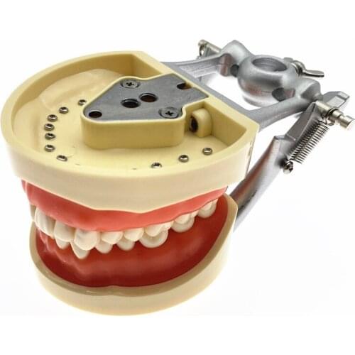 Teeth Teaching Model Dental Soft gingiva 200H Type Removable Teeth Model Free Shipping