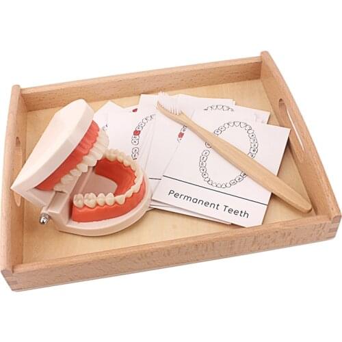 Montessori Teaching Aids Tooth Toy Simulated Teeth Brushing Toy with Cards Practice Life Skill Toys Tooth Brush with Wooden Tray