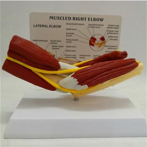 Human elbow joint muscle model with Vascular ligament skeleton Medical teaching explanation model