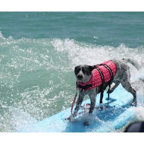 Pet Jackets Dog Supplies Dog Swimming Suits Large Small Dogs Summer Clothes Dog Swimming Supplies
