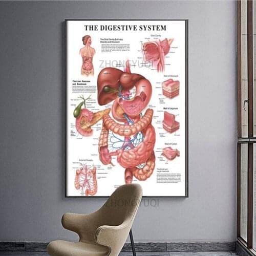 Muscular System Anatomical Poster Muscle Anatomy Chart Anatomical Chart Human Body Educational for Human anatomy poster