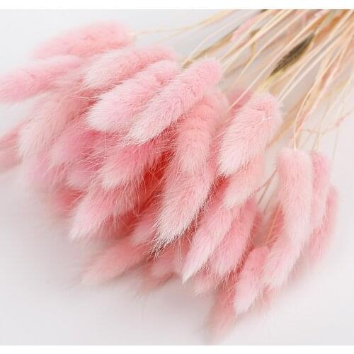 60Pcs Rabbit Tail Grass Natural Dried Flowers For Home Decoration Flower Arrangement Lagurus Ovatus Real Flower Grass Props