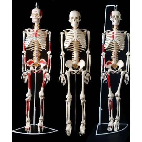 85cm skeleton model human model with muscle spine nerve system medical teaching educational equipment