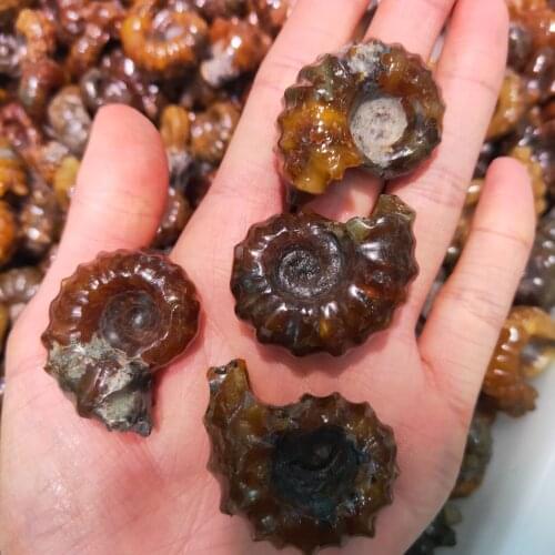 1pcs 20-40g Natural Polished "Goat Horn" Fossil Ammonite Conch Douvilleiceras Madagascar Mineral Specimen