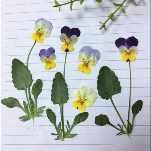 12pcs Dried Pressed Pansy Corydalis Suaveolens Hance Flower/Leaves Plants Herbarium For Jewelry Postcard Bookmark Candle Craft
