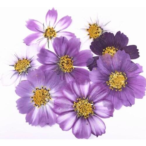 100pcs 4-7cm Dried Pressed Purple Cosmos Bipinnata Cav. Flower For Postcard Jewelry Bookmark Craft DIY Flowers Accessories