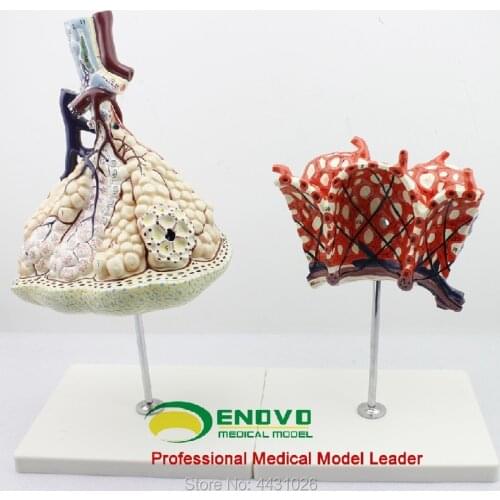 ENOVO The anatomical structure model of human lung segments in the respiratory system of pulmonary alveolar amplification model