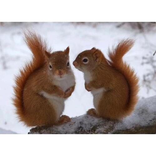 Rhinestone mosaic 5d Diy Daimond Painting full square round drill diamond embroidery Squirrel forest animal picture decor FG1940