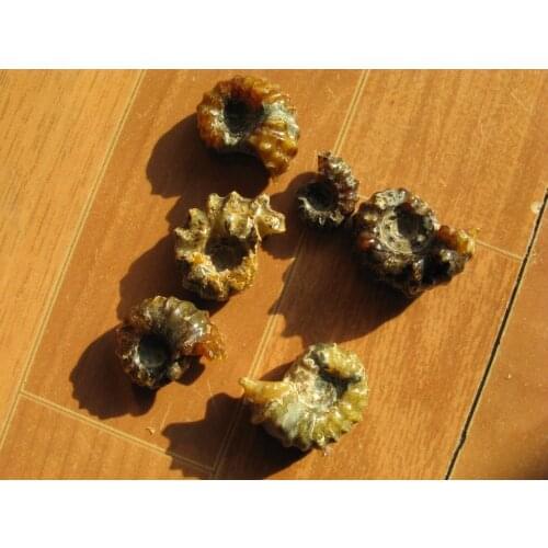 6 Rare Polished "Goat Horn" Douvilleiceras Ammonite Fossil