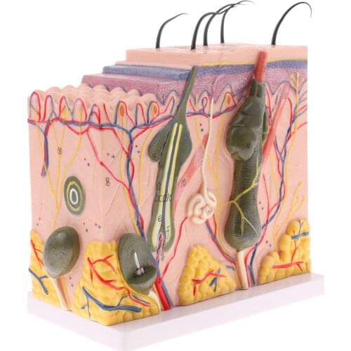 Human Skin Model Science Biology Education, 1:50 Scale, Includes 25 Labeled Diagrams for Learning and Teaching, Lab Supplies
