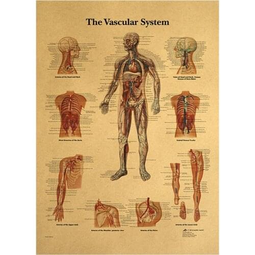 Vintage Style Wall Sticker The Human Vascular System Kraft Paper Poster Home Bar Cafe Classroom Home Decor Painting