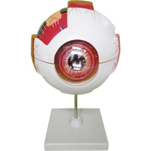 Eye Anatomical Model Natural Teaching Instruments and Equipment