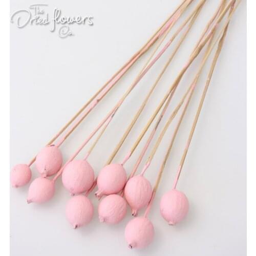 10pcs Gauri Fruit On Steam Wedding Flowers Diy Bouquet Natural Flowers Rustic Woodland Dried Tropical Flowers Home Decor 3-4cm