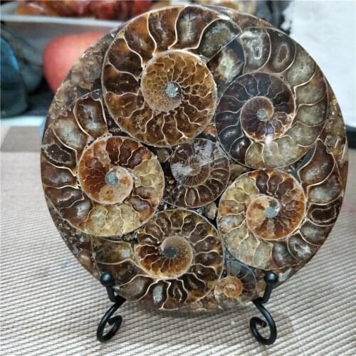 Beautiful Ammonite Shell Fossil Disc Madagascar whole ammonite fossil connected together not broken ones with shelf