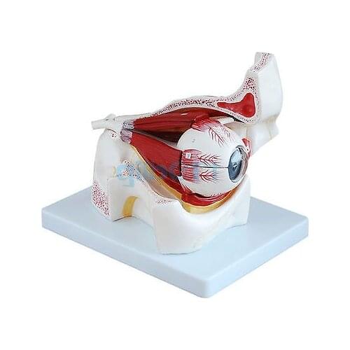Human Eyeball and Socket Model Anatomical Medical 3X Life Size Learning Kit