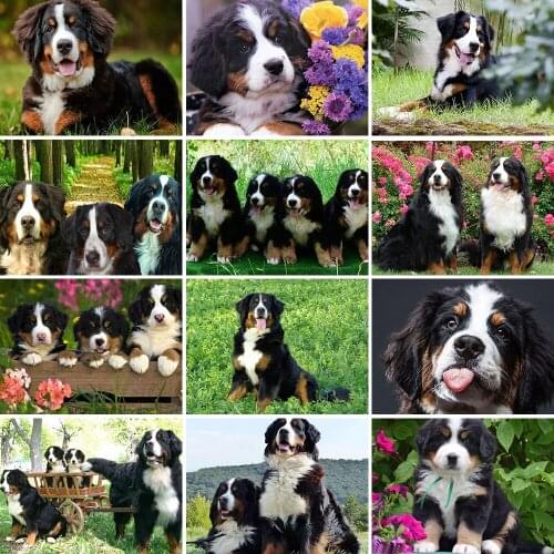 Diamond Embroidery Animals Diamond Painting Swiss Bernese Mountain Dog Image Full Square/Round Cross Stitch Kit Home Decor Gift