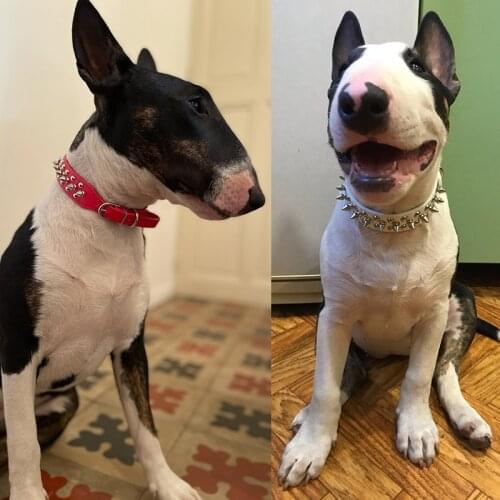 Adjustable Big Dog Collar for Medium Large Dogs Anti-bite Bullet Rivets Pet Collars Bulldog Terrier mascotas coleira cachorro