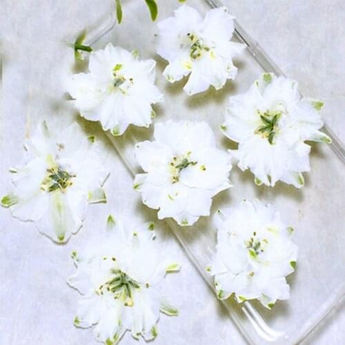 Red / White / Purple Larkspur Framed Pressed Flowers For Iphone Case floral Specimens Wholesale Free shipment 1 lot/120pcs