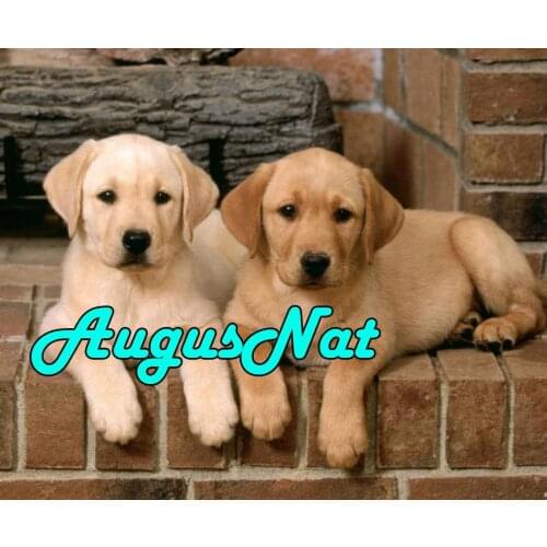 Dogs diamond painting golden retriever daimand embroidery sticker diamant dotz puzzle picture diamont pianting by numbers animal