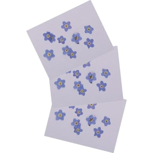 30pcs Pressed Real Dried Flower Forget-me-not For Nail Art Accessories DIY