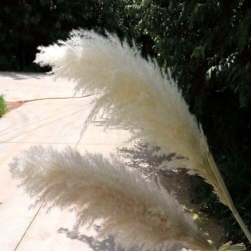 5pcs Pampas Grass Home Decor Natural Dried Flower Furnishing Articles Bouquet For DIY Party Wedding Decoration Background Props