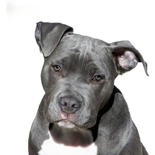 LLY-0628 Funny Car Sticker Cute American Pit Bull Terrier American Staffordshire Dog Modeling Decal PVC Waterproof Auto Decals