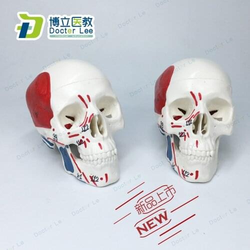 New Human Mini Skull Model Painted and Numbered 1/2 Life Size 3 Parts for Meical Teaching