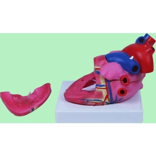 PVC Enlarged Human Heart Model w/ Base Stand Science Teaching Study Anatomy