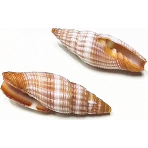 Natural rare conch shells and snails aquarium landscape roses specimen collection snail shell mini shells small sea shells