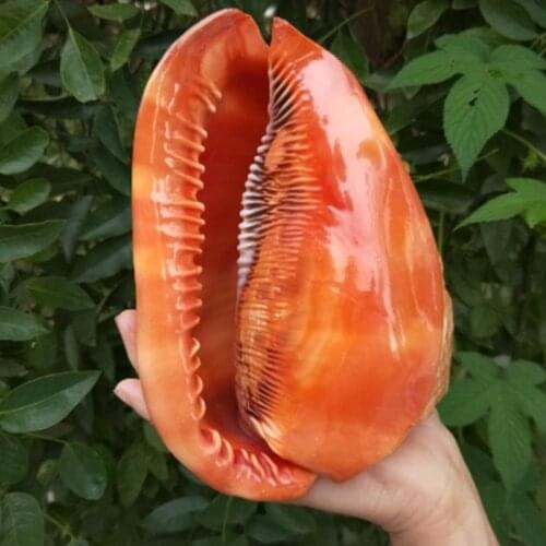 Aqumotic Famous Snails Red natural conch Collection Home Decor Ornaments Wedding Fish Tank Landscaping Bulls-mouth Helmet