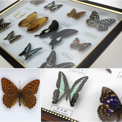 12 kinds of Butterfly specimens Insect specimens Kindergarten natural science gifts