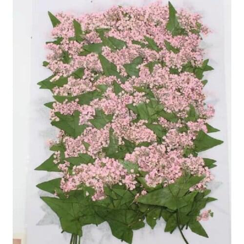 60pcs Pressed Dried Buckwheat Flower With Leaf Stem Plants Herbarium For Epoxy Resin Jewelry Making Postcard Frame Phone Case