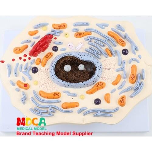Animal Cell Model Microstructure Anatomy Biology Teaching MDWXB001