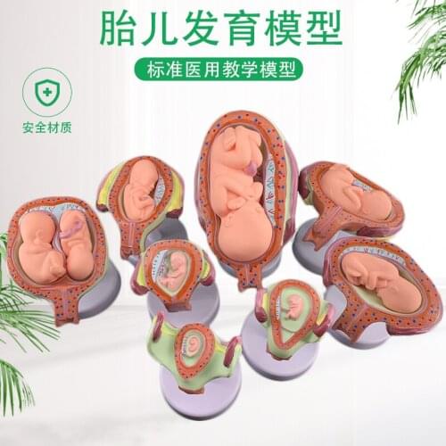 Pregnancy embryo development model fertility demonstration fetal education gynecological model infant fetal development process