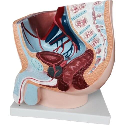 Male Sagittal Anatomy BIX-A1084