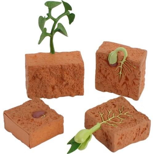 Simulation Seed Plant Production Cycle Model Toys Simulation Mung Bean Growth Life Cycle Scientific Experiment Educational Toys
