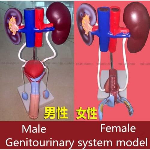 Medical Genitourinary system model female male medical man women human Visceral anatomy model education training urinary system