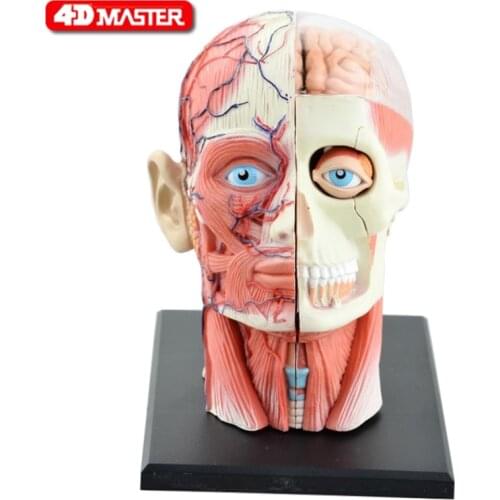 4D Assembled Humans Skeleton Anatomical Model Brain Nasal Oral Pharynx Larynx Cavity Model Anatomia Exploded Skull Education Toy