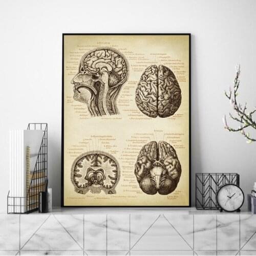 Brain Medical Print Human Head Anatomy Vintage Illustration Picture Doctor Gift Wal Poster Neurology Science Art Canvas Painting