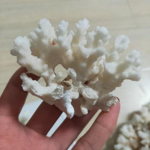 Natural White Coral Fossil Cluster Crystal Aquarium Landscaping Ornaments Decorationum Reef Specimen Home Decor Gift