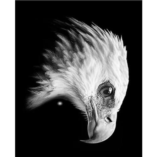 5D Diy Diamond Painting Modern Art Black And White Animals Eagle Head Cross Stitch Full Square Round Embroidery MosaicZP-4463