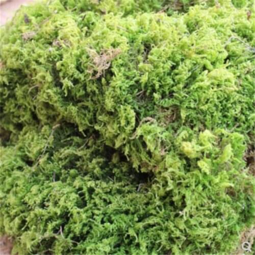 1 KG Dried Moss Tortoise Over Winter Insulation Wedding Home Decorative Micro Landscape Production