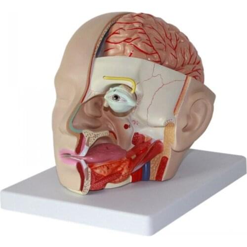 Cranial anatomy of cranial structure facial oral cavity anatomy model anatomical skull model skeleton