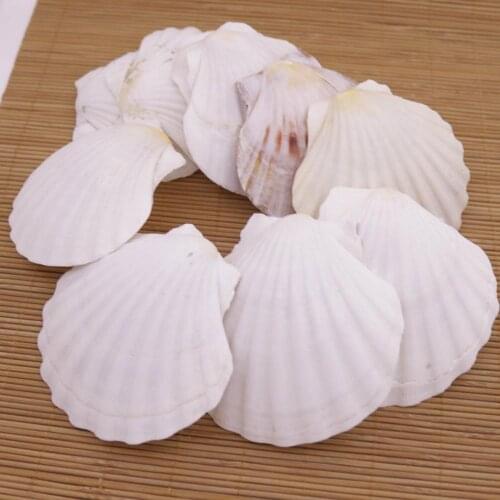 10 PCS 80mm-90mm Natural Fan Shell Mother of Pearl Jewelry Making DIY